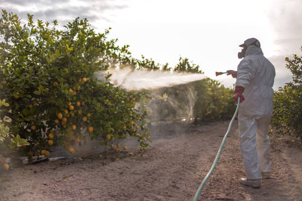 Best Termite Control Services  in Baywood, NY