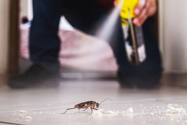 Best Cockroach Control Services  in Baywood, NY
